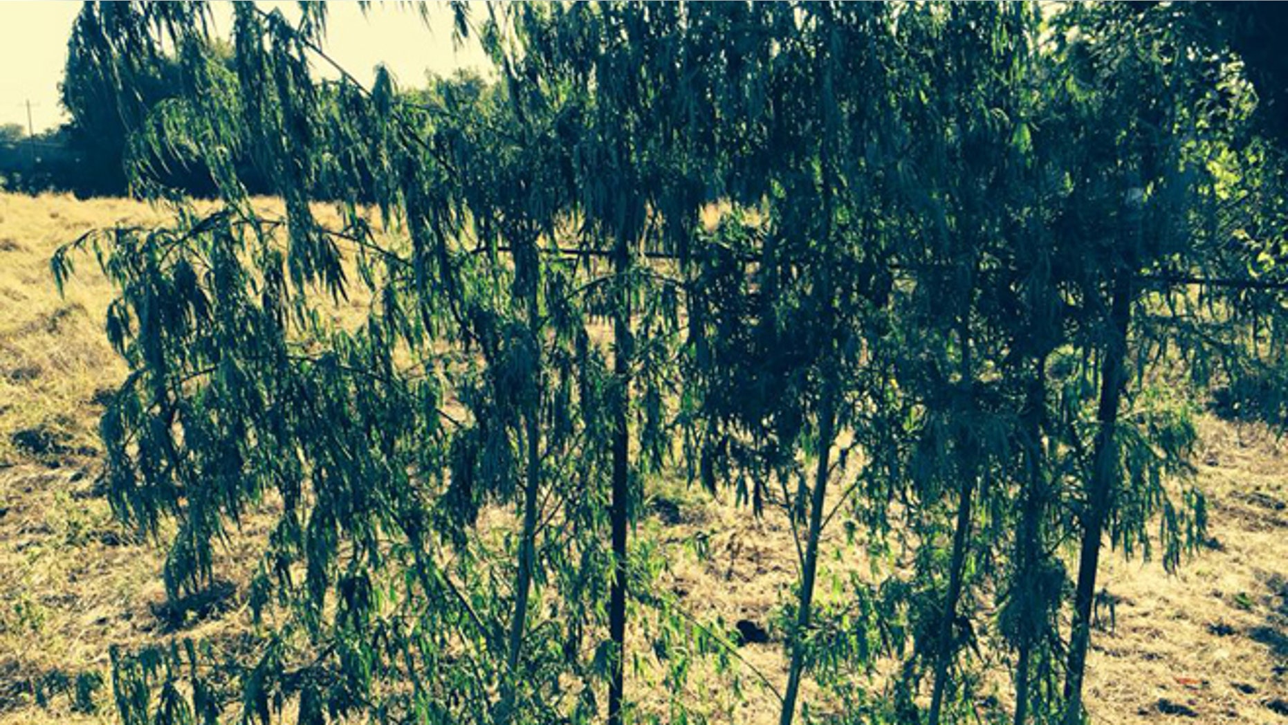 Marijuana hunting blind found by Oklahoma game wardens. (ODWC)