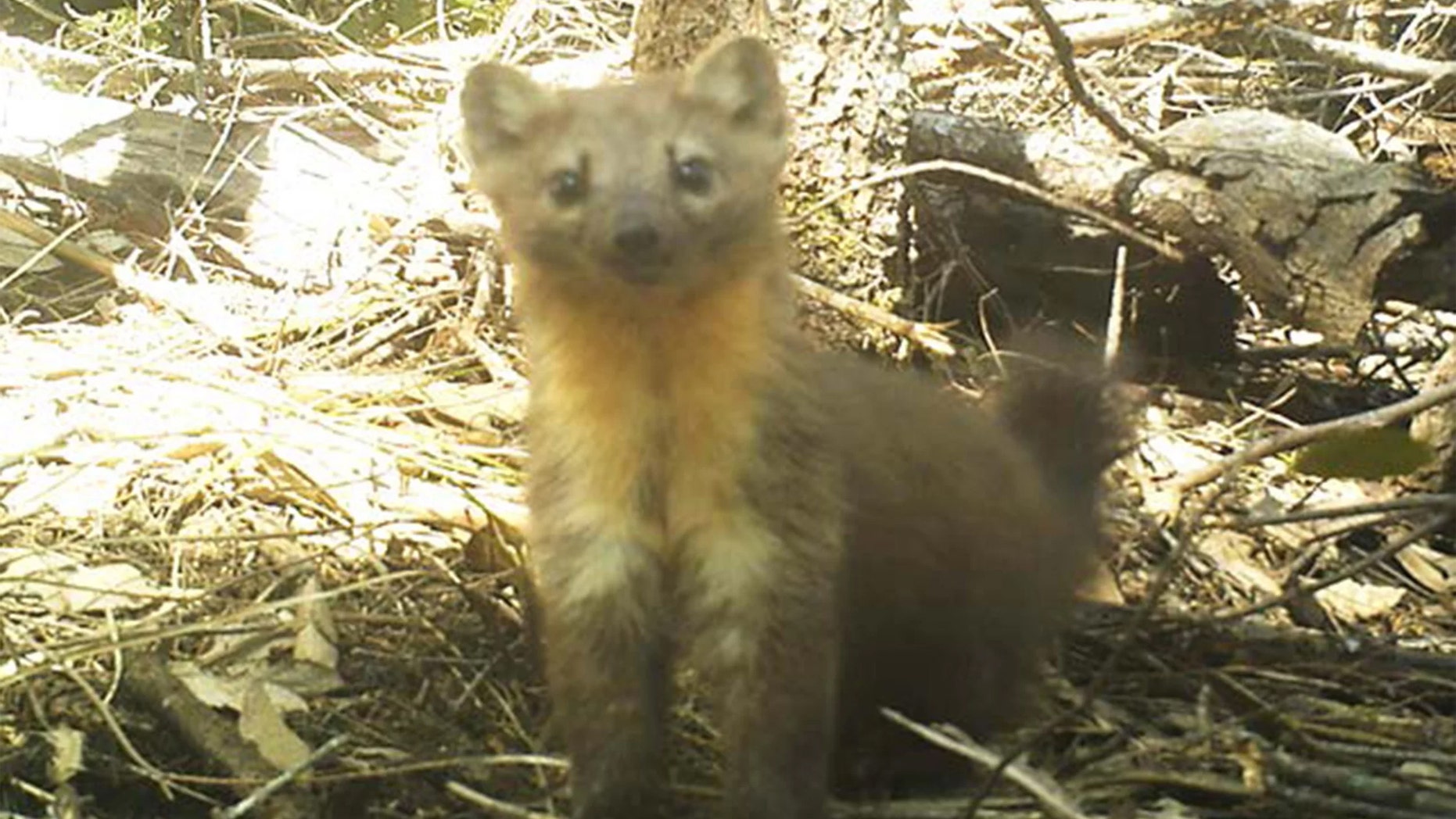 The Humboldt marten (Martes caurina humboldtensis) is an elusive forest creature that may soon be classified as endangered Credit: Charlotte Eriksson/Oregon State University