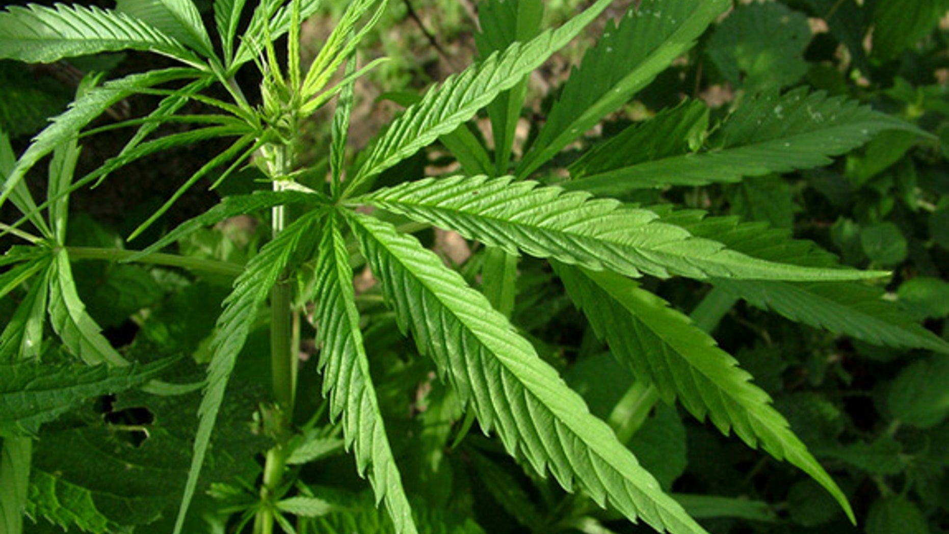 Marijuana leaves.