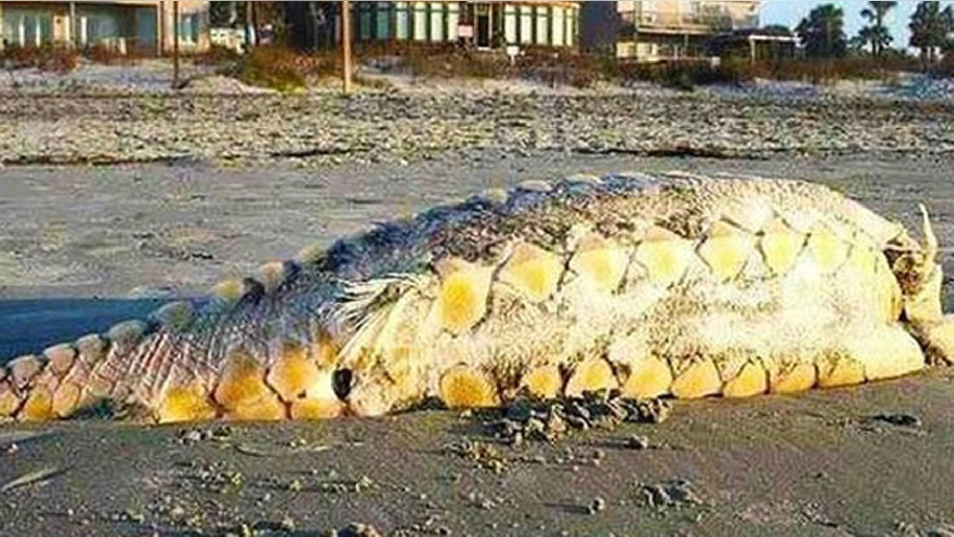 A bizarre creature that washed ashore last week in South Carolina.
