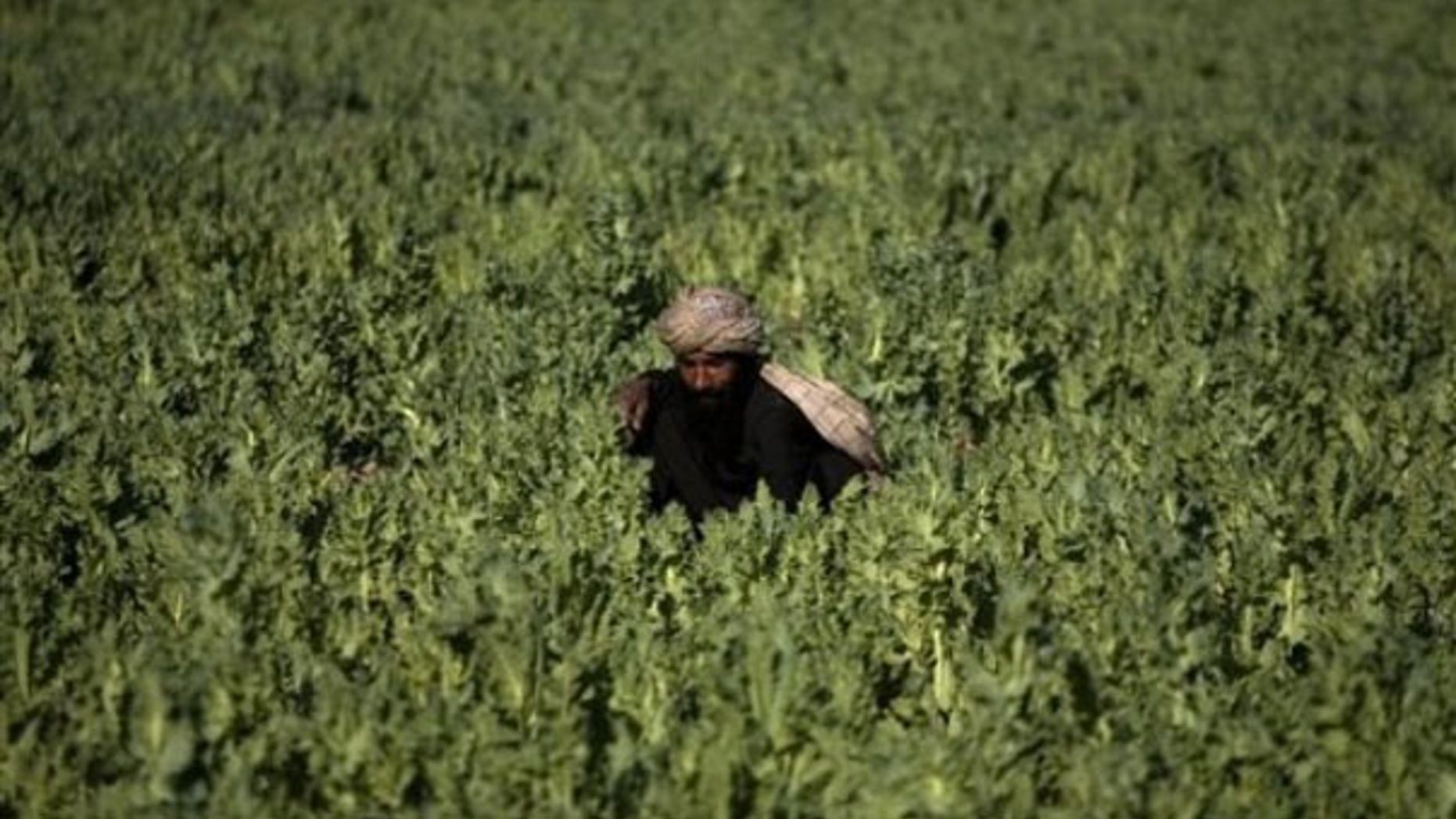 In this photo taken March 19, a farmer works in a poppy field in Marjah, Afghanistan. (AP Photo)