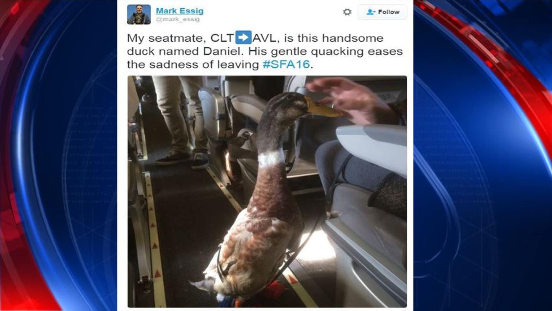 Daniel the duck is waddling his way into the hearts of thousands of fans online.