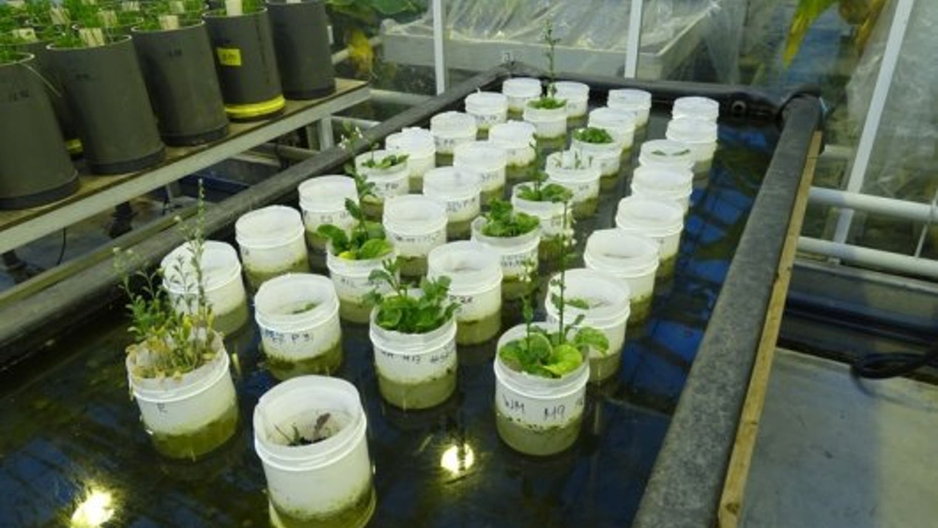 Download Earthworms born in mock Mars soil | Fox News