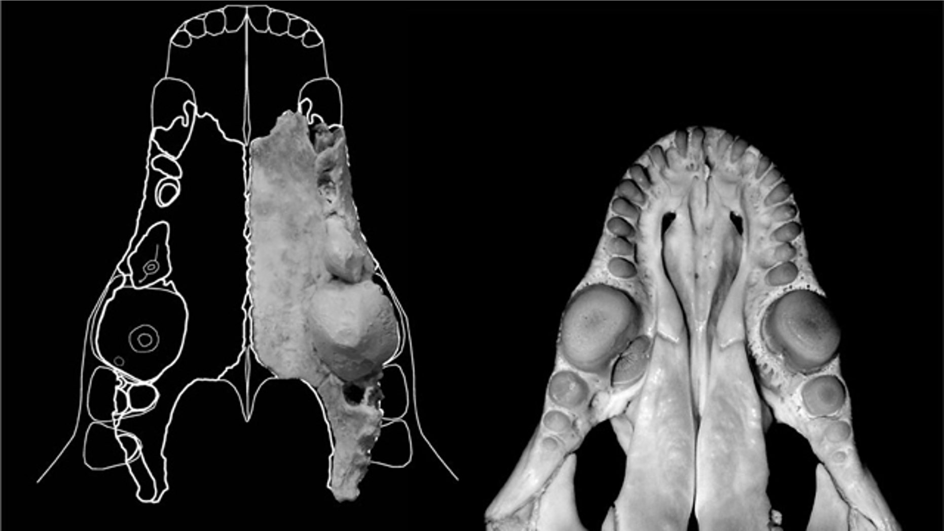 The ball-peen hammer-like tooth in Malleodectes (left) and the pink-tongued skink (right) are examples of convergent evolution, this time between a lizard and a mammal suggesting both were highly specialized snail-eaters.