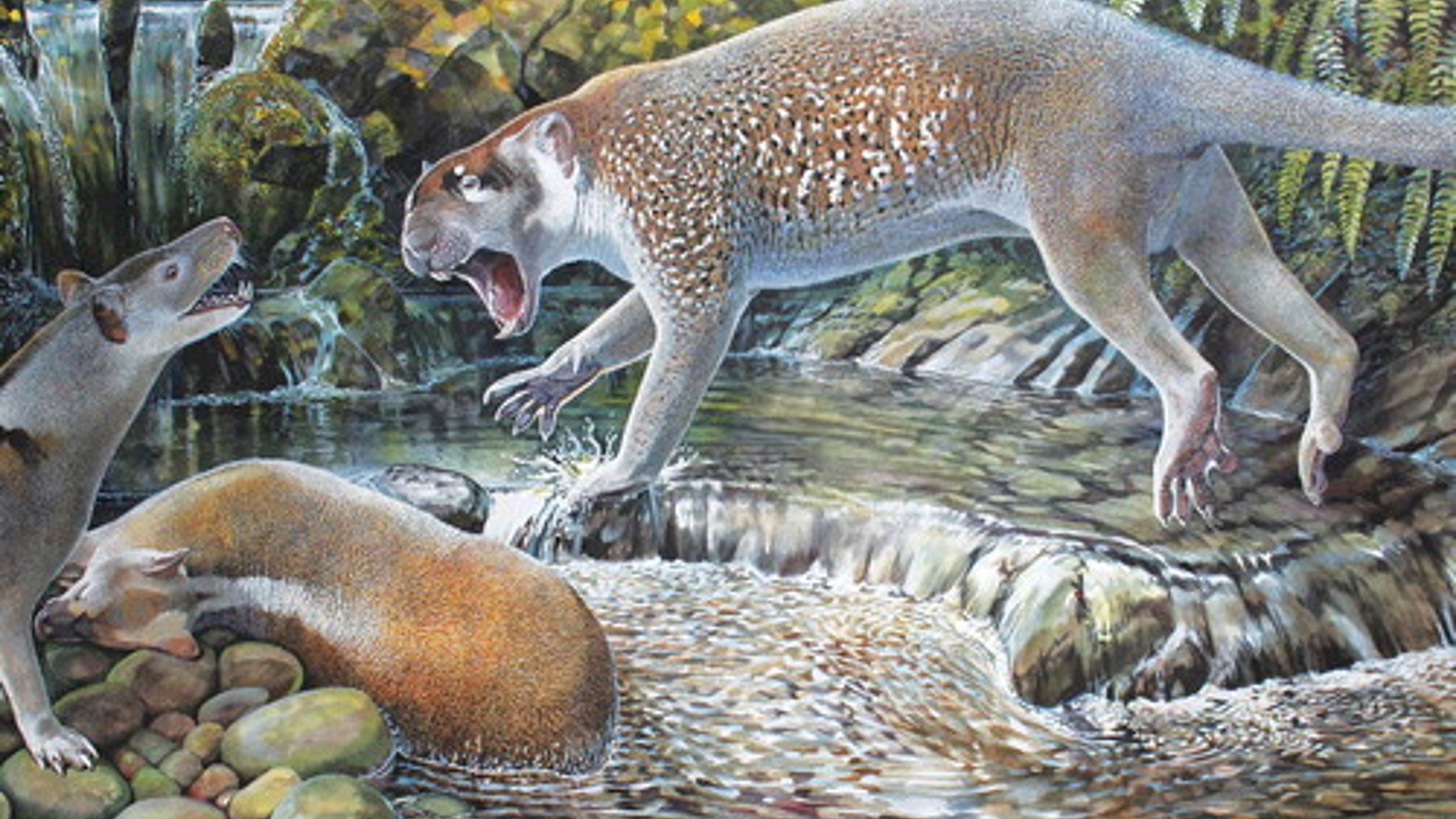 Reconstruction of Wakaleo schouteni challenging the thylacinid Nimbacinus dicksoni over a kangaroo carcass in the late Oligocene forest at Riversleigh (illustration by Peter Schouten in the Journal of Systematic Palaeontology).