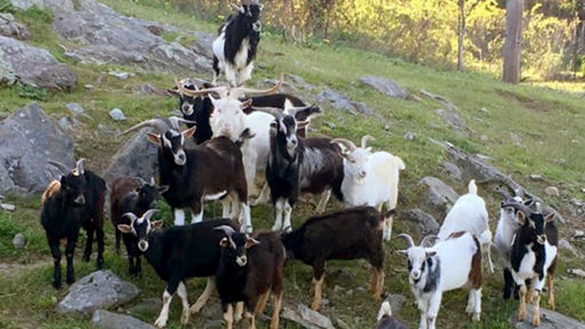 This May 2016 photo provided by the MSPCA-Nevins Farm in Methuen, Mass., shows some of nearly 50 goats voluntarily turned over by an owner in Montague, Mass., who couldn't handle the growing herd.