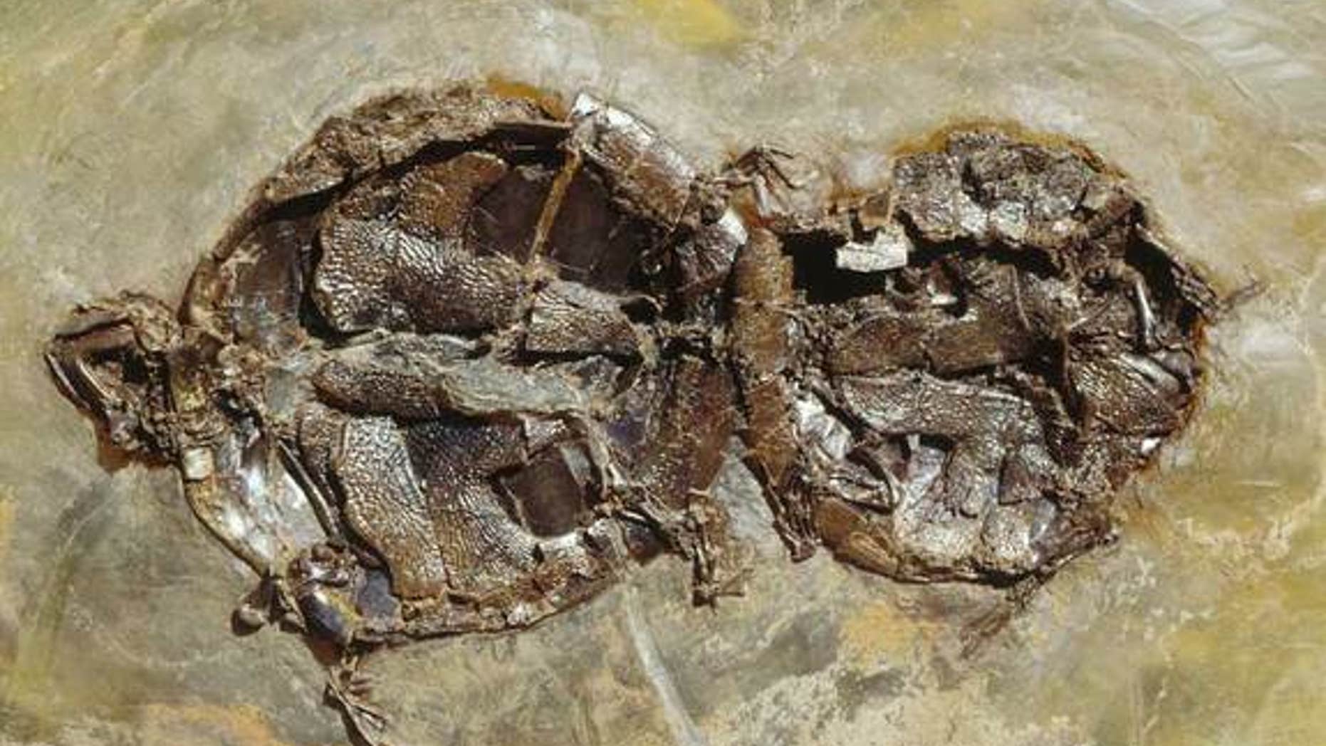 One of nine mating pairs of the extinct turtle Allaeochelys crassesculpta found at the Messel Pit fossil site in Germany. The male (to the right) is about 20 percent smaller than the female.