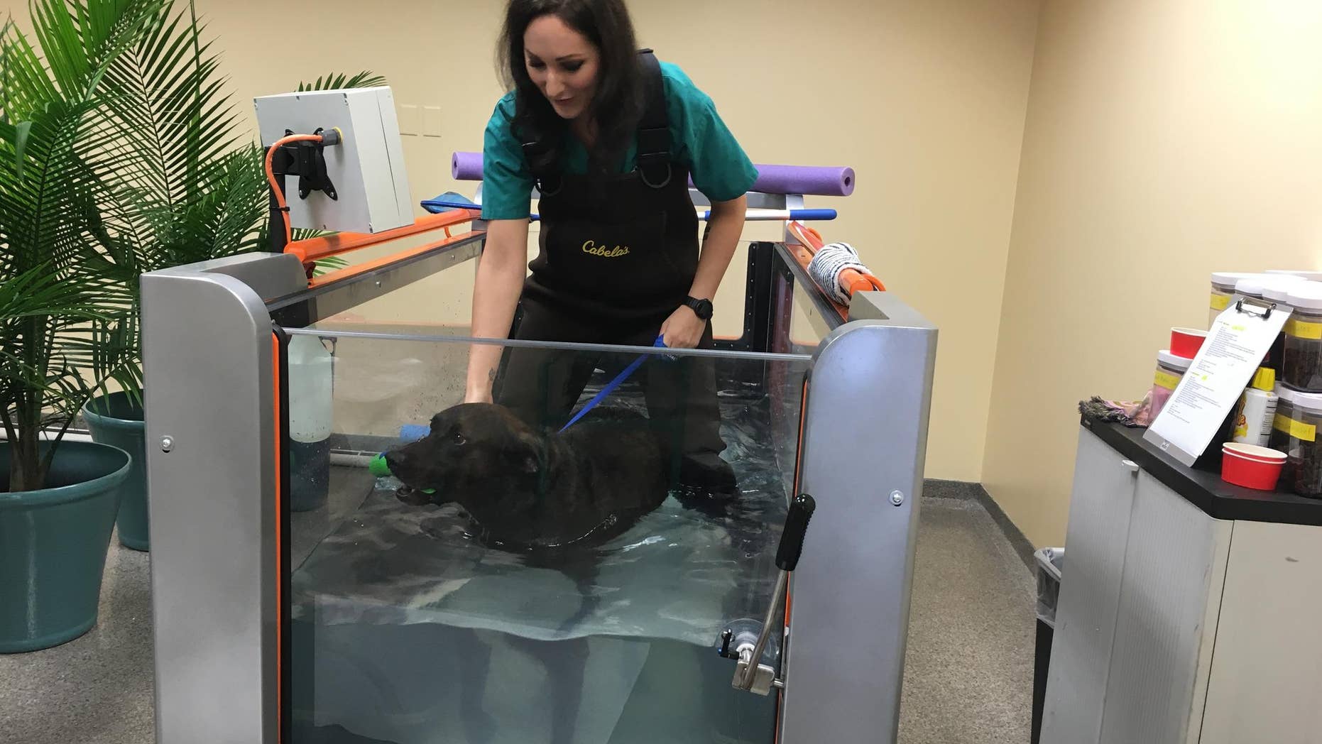 Rehab technician Erica Seils helps Max, who suffers from arthritis, walk on an underwater treadmill. Photography by Cindy Kuzma.