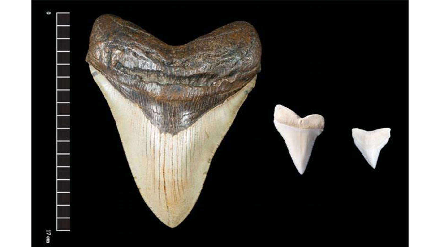 Giant megalodon shark teeth may have inspired Mayan monster myths | Fox