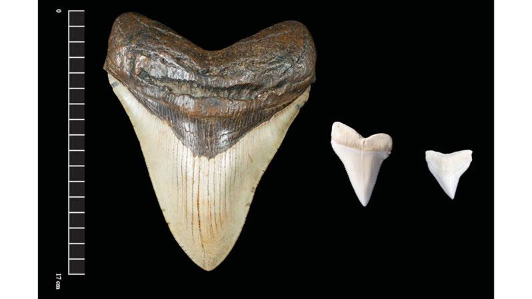 The fossilized giant teeth of extinct megalodon sharks have also been found in sacred caches buried at several ancient Maya sites.