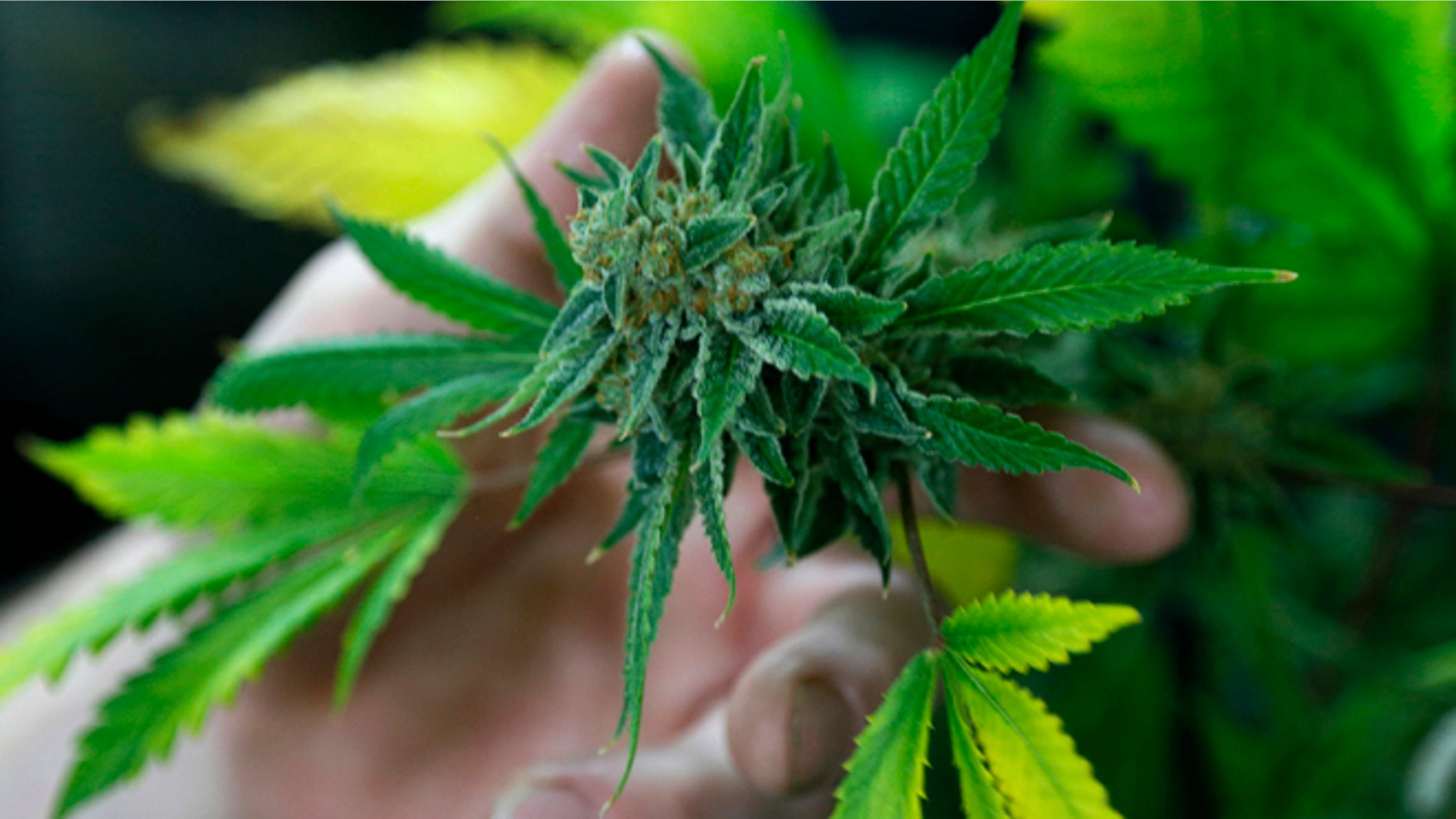 Dec. 31, 2013: A fully budded marijuana plant ready for trimming is seen at the Botanacare marijuana store ahead of their grand opening on New Year's day in Northglenn, Colorado.