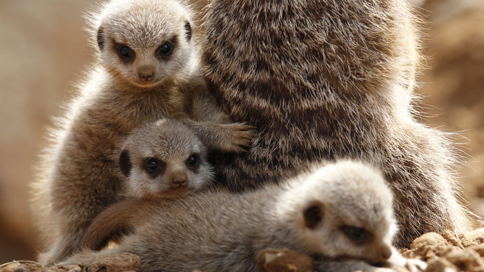 Three baby Meerkats cuddle up to their mother.