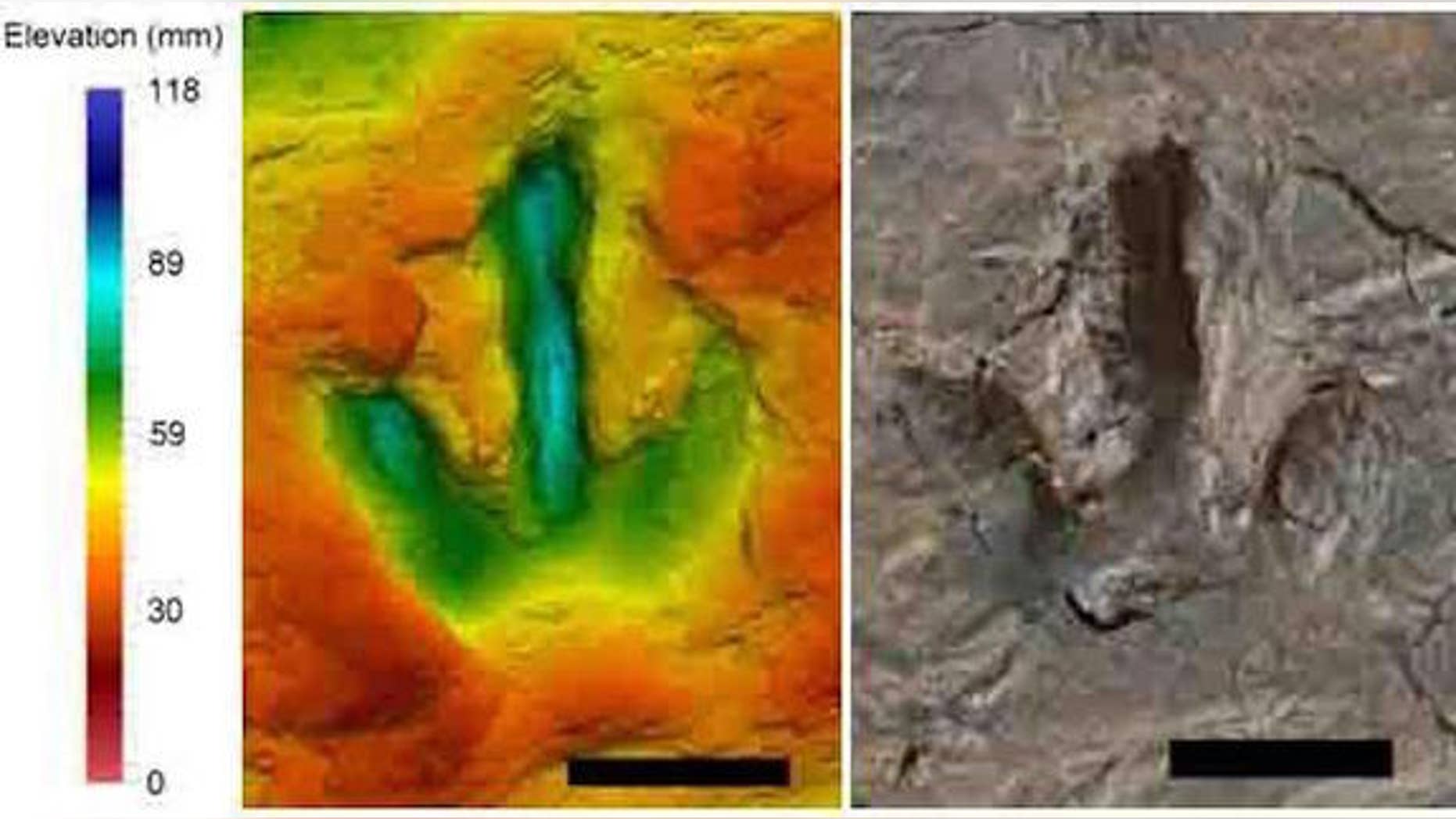 A footprint, thought to belong to a species of <i>megalosauripus</i>, a type of meat-eating theropod dinosaur. The false color scale shows show far the footprint goes down.