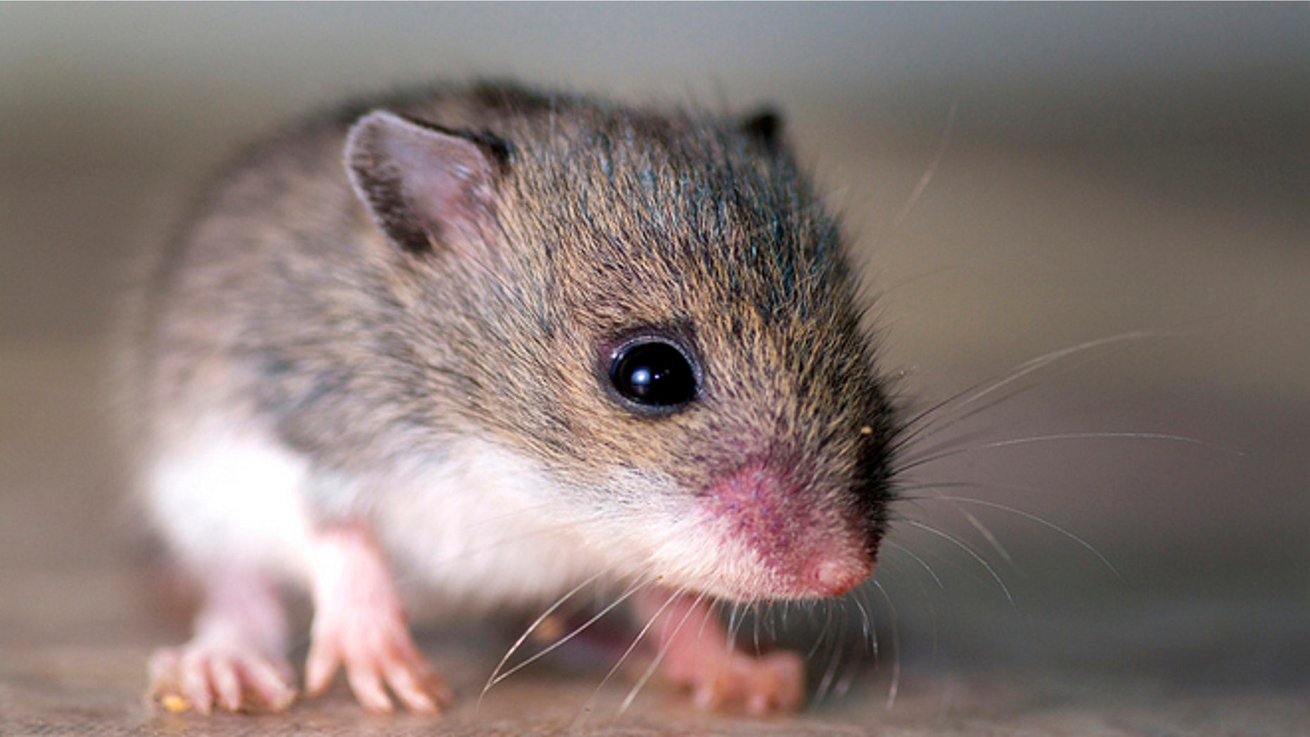False memories can be implanted in mice and presumably humans.