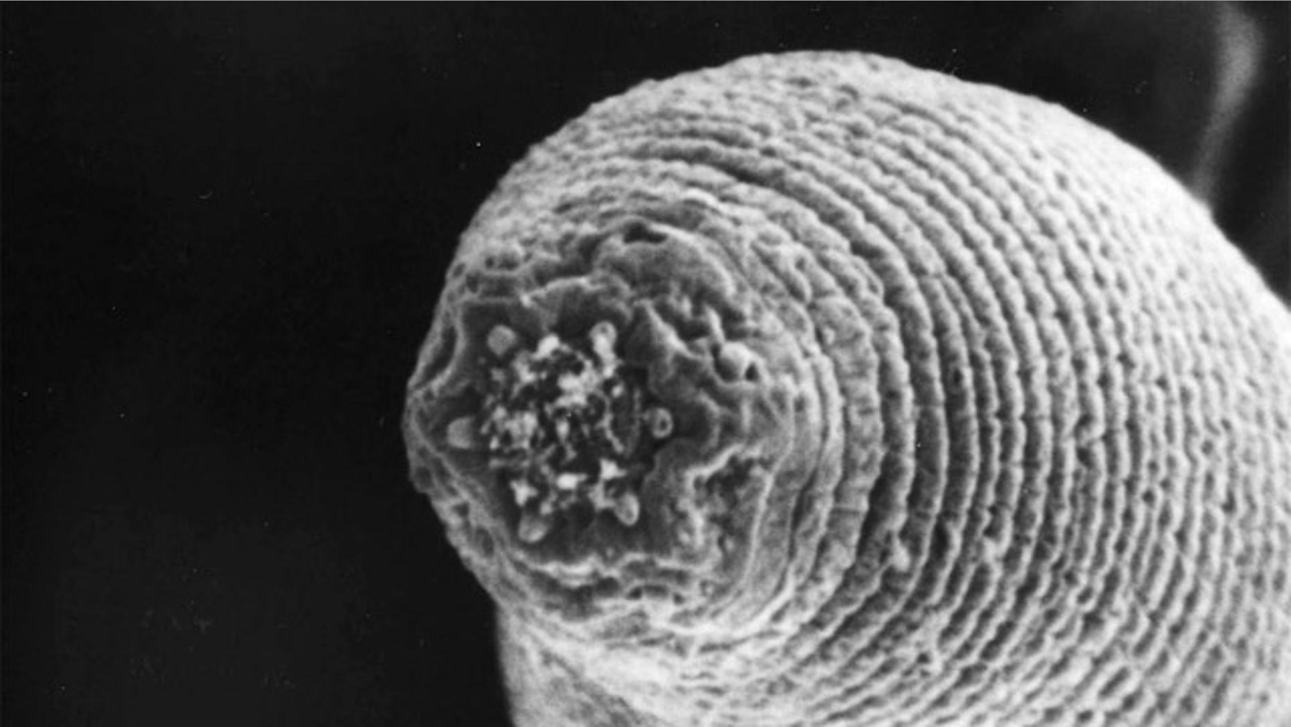 The nematode H. mephisto lives nearly a mile (1.3 km) underground in rock fractures near South African goldmines.
