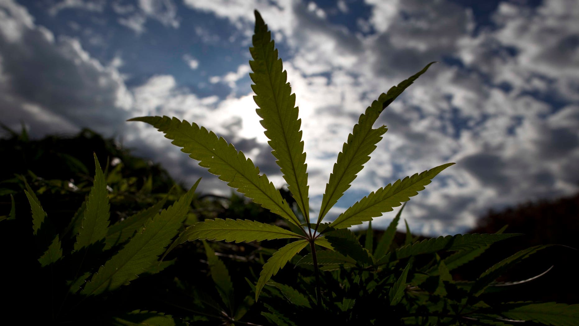 Marijuana plants lay in a pile before being burned by the army in the Sierra de Juarez in Ensenada, Mexico, Thursday Sept. 30, 2010. According to Army Gen. Alfonso Duarte Mujica, soldiers have destroyed 73 hectares of marijuana in the northern region of Mexico's Baja California peninsula in 2010. (AP Photo/Guillermo Arias)