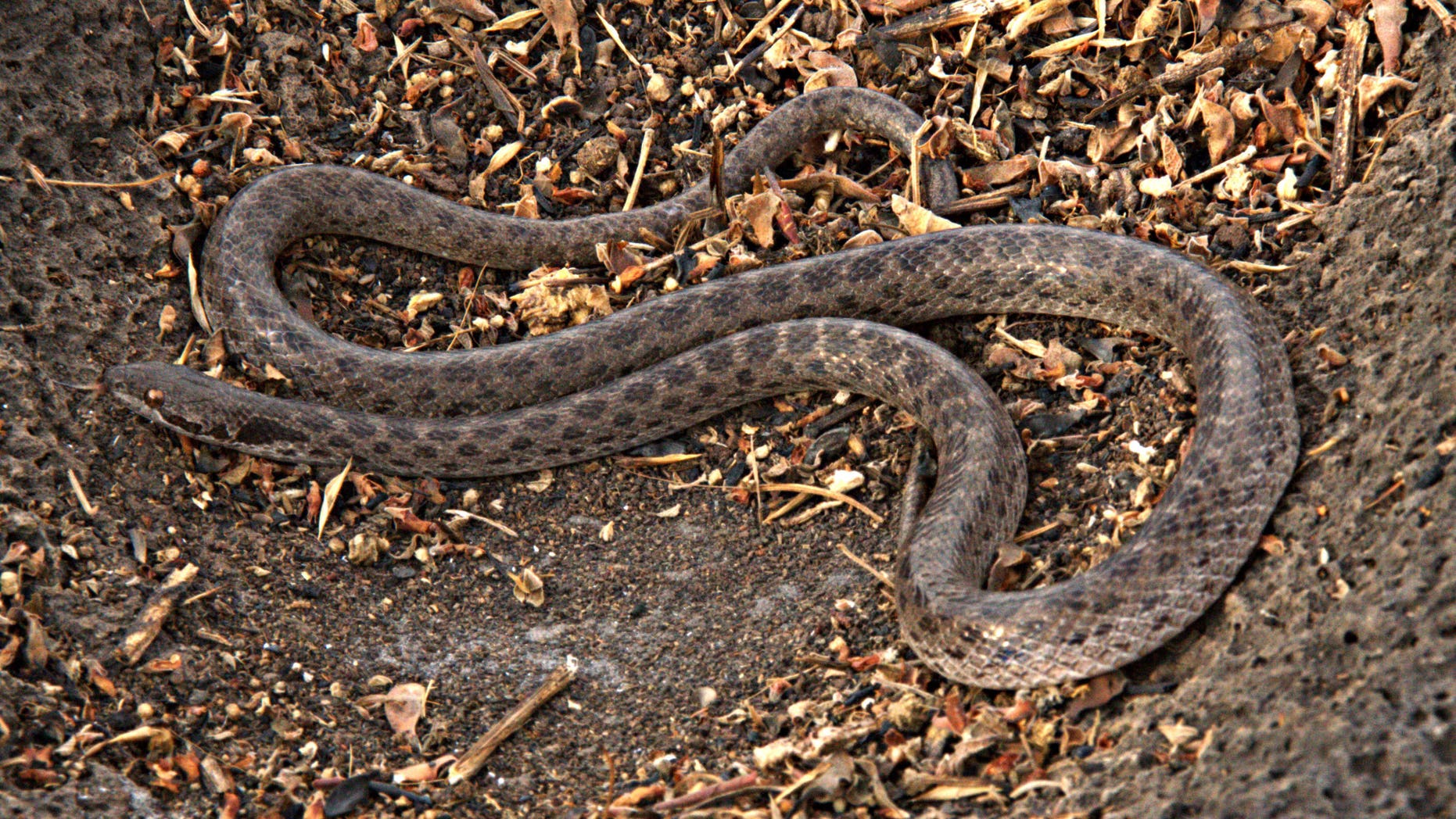 A Clarion nightsnake slithers on the ground in the Revillagigedo Islands, over 400 miles off Mexico's Pacific coast.