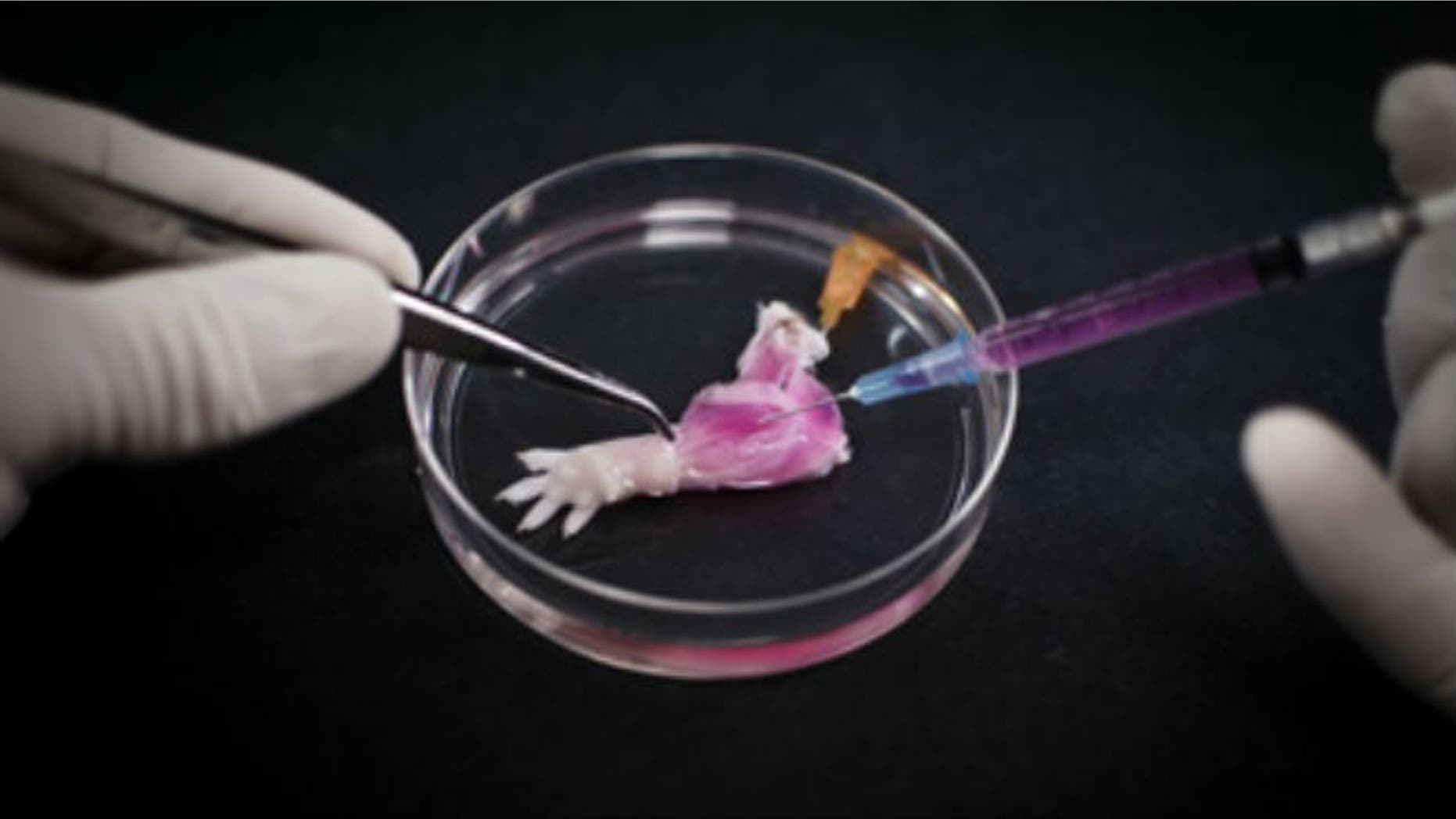 (Bernhard Jank, MD, Ott Laboratory, Massachusetts General Hospital Center for Regenerative Medicine)