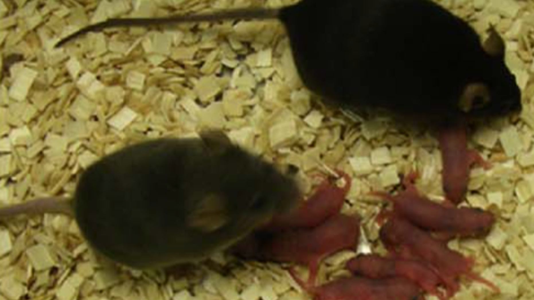Mice born from parthenogenotes, along with their offspring.