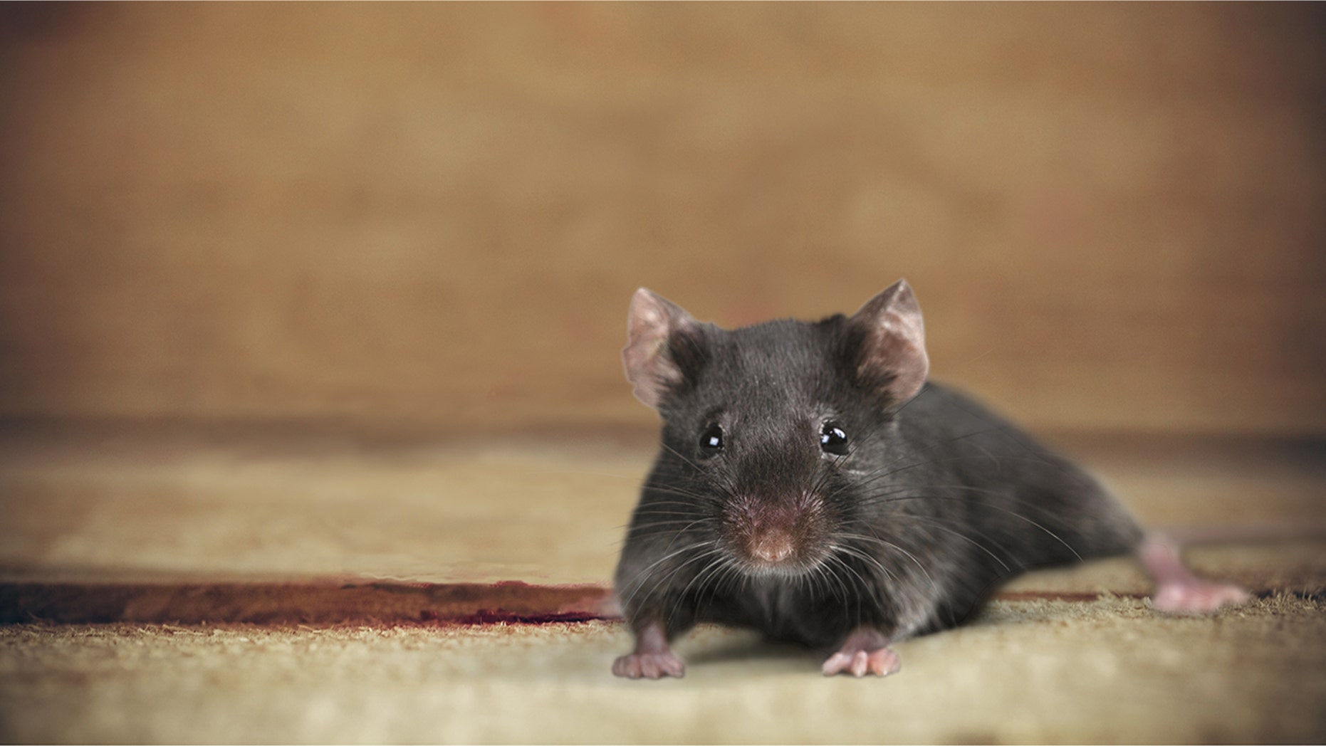 Keep mice away with peppermint.
