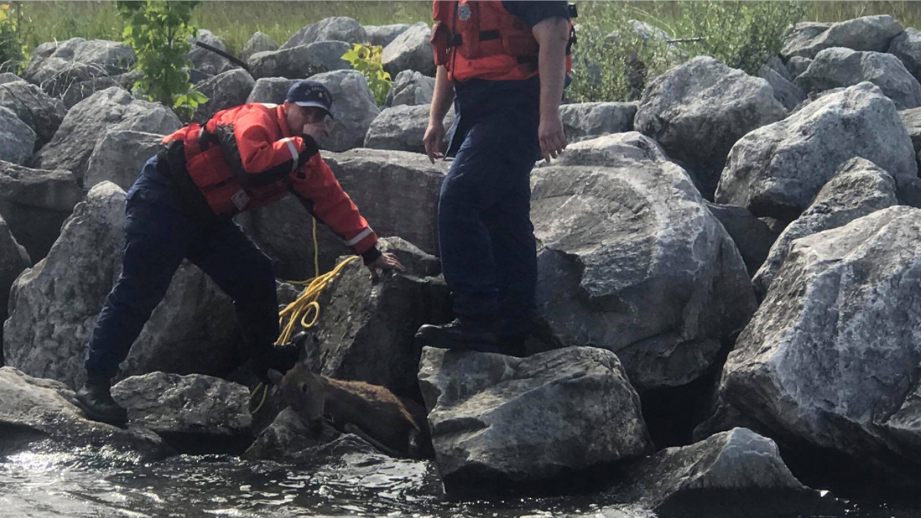 A training exercise for the U.S. Coast Guard ended with the rescue of a deer.