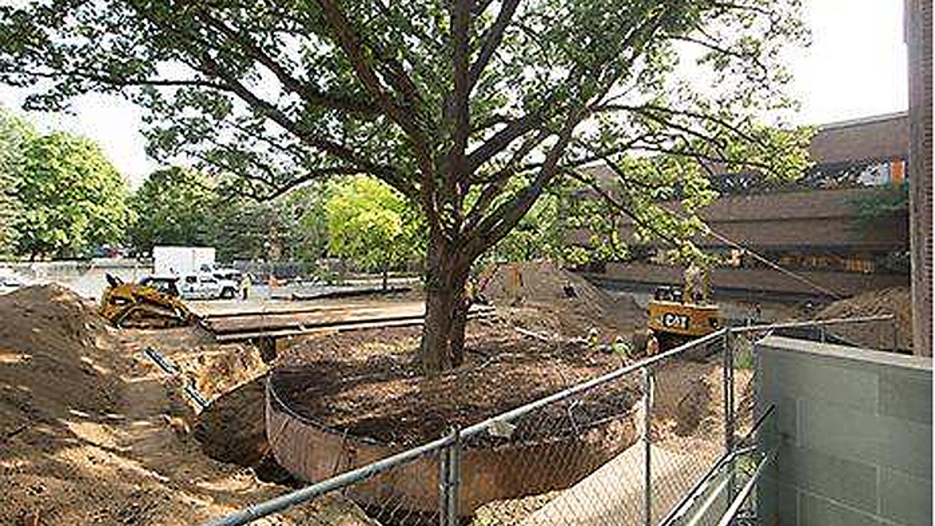 The burr oak has stood for as long as 300 years, but now it is in the way of an expansion of the University of Michigan's business school. (Courtesy: University of Michigan)