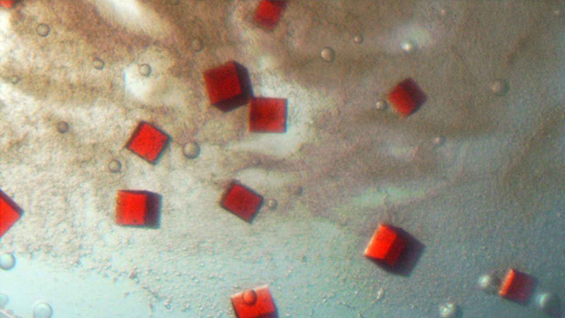 Bacteria can 'breathe' many different substances, incluidng oxygen, minerals and human or animal waste -- which could be an alternate source of power.
