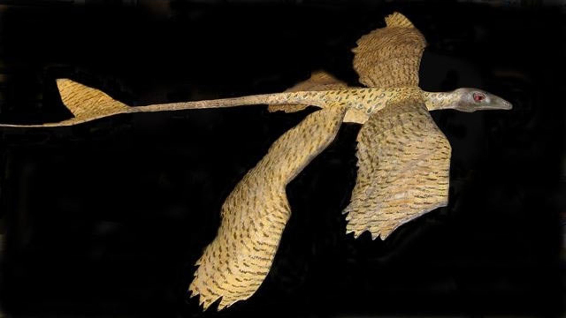 Scientists created a plastic model of a microraptor to show its gliding capabilities.