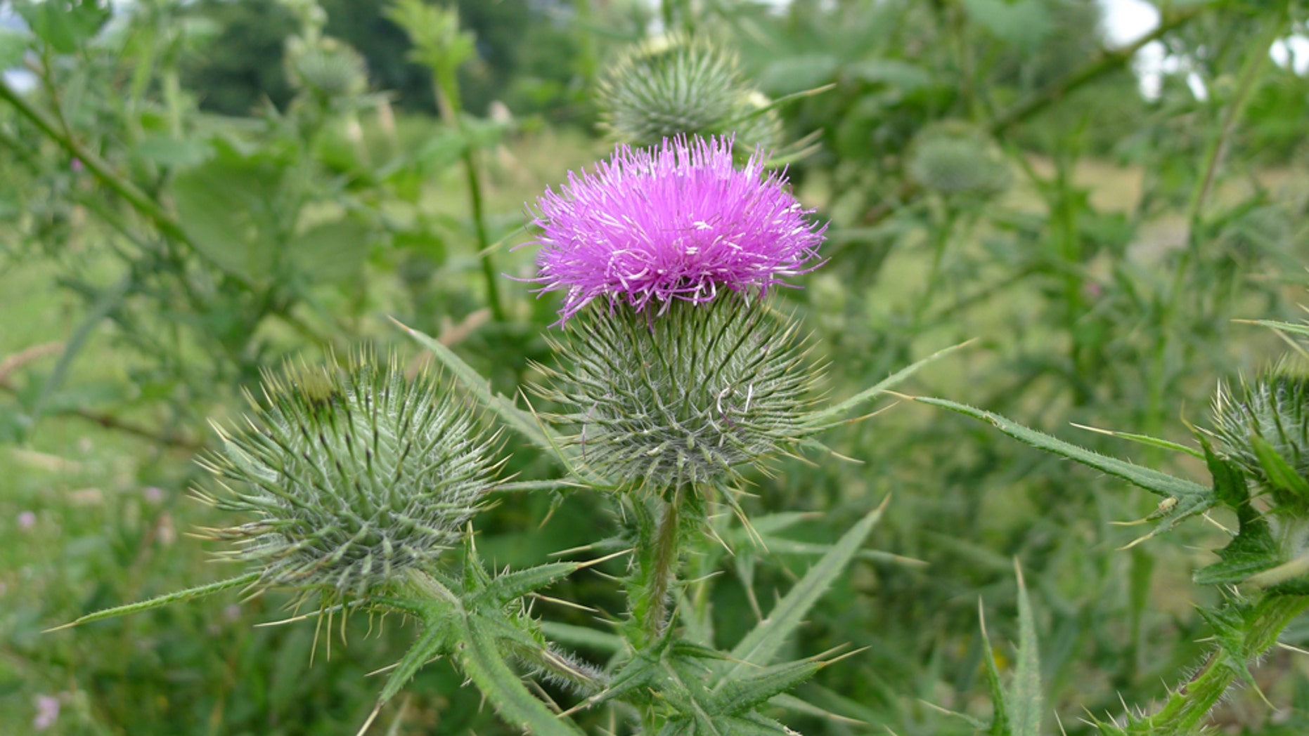 Milk Thistle for a Healthy Liver | Fox News