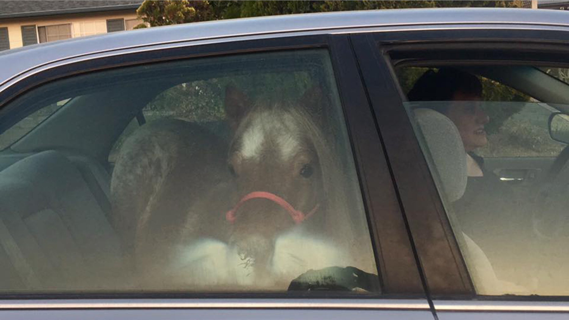 Lauren Mesaros loaded her pony, Stardust, into her car to escape the California wildfires. (Credit: Lauren Mesaros)