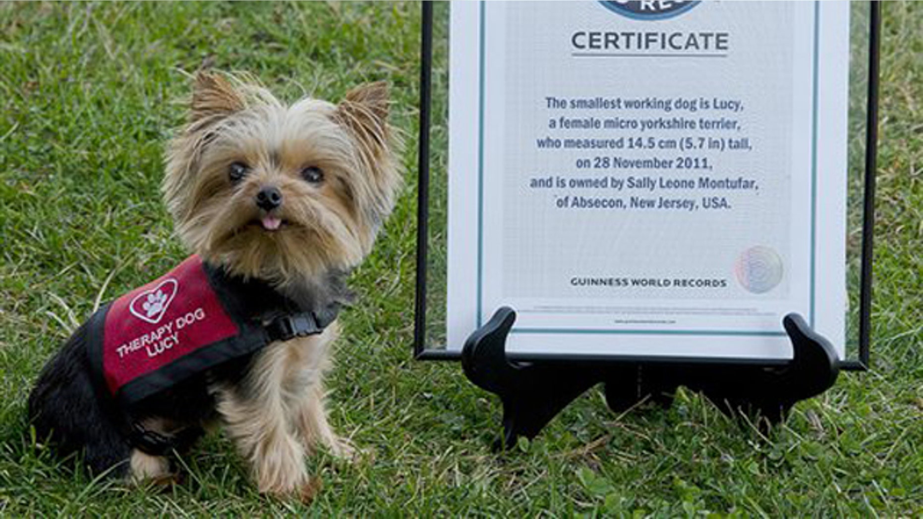 Jan. 7, 2012: This photo provided by Howie Williams shows Lucy, with her Guinness Book record certificate for smallest working dog in the world in Smithville, N.J.