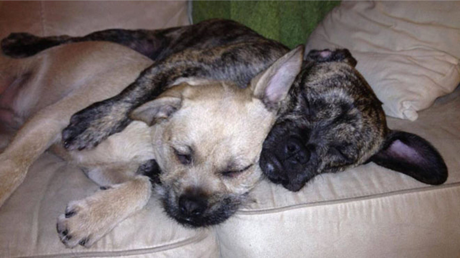 FILE: It's been nearly three weeks since Burton and Zuzu, seen above, vanished after a home break-in in West Hartford, Conn., their owner, Amanda Denes, says.