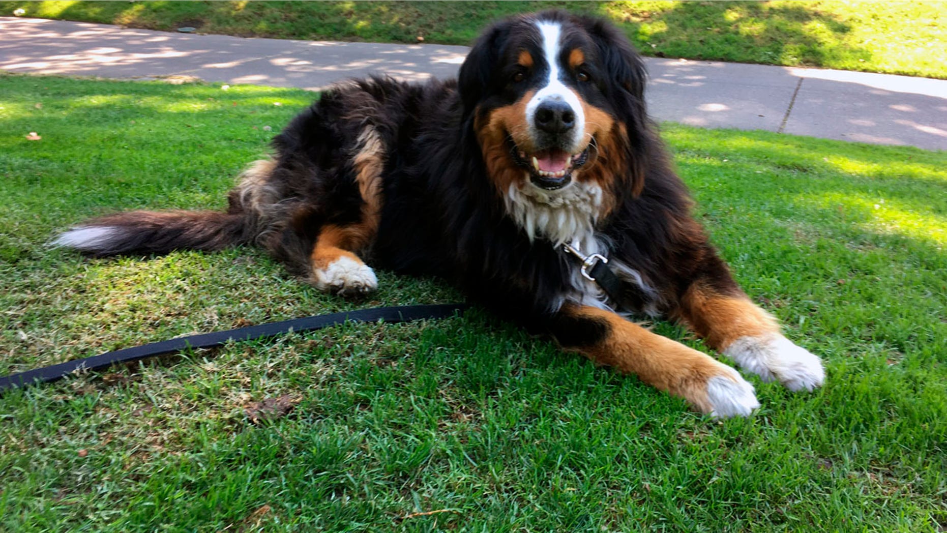 Izzy's reunion with members of her owner's family has gone viral in the aftermath of devastating wildfires in California