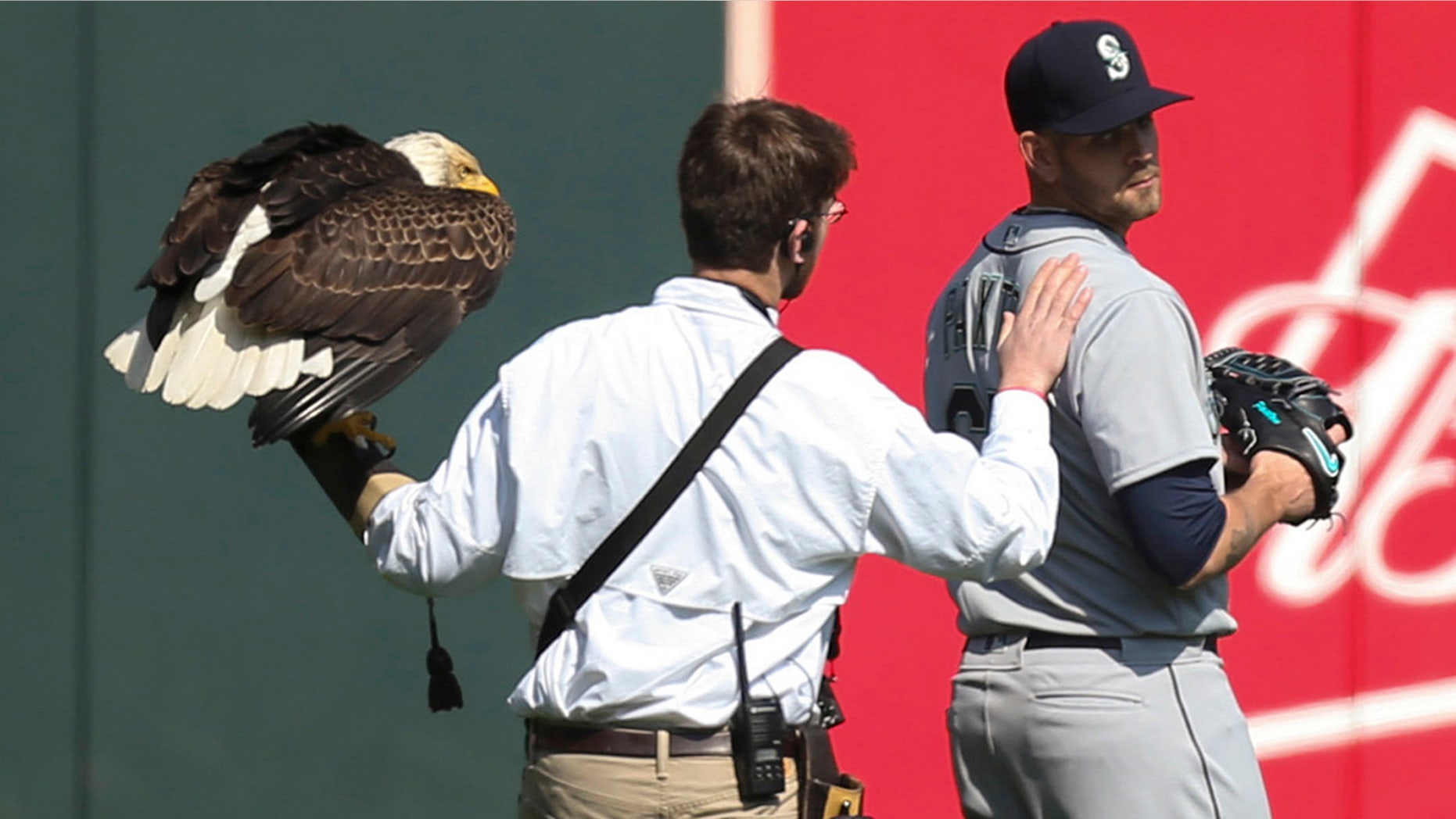 The handler for an American eagle that was to fly to the pitcher's mound during the national anthem pats Seattle Mariners starting pitcher James Paxton, a Canadian, after the eagle chose to land on his shoulder instead.