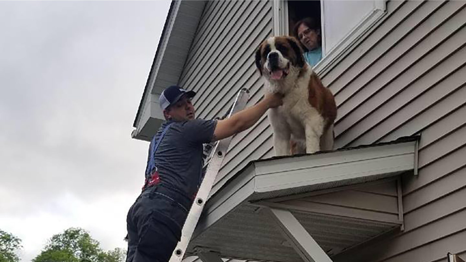 A Minnesota firefighter helps rescue Whiskey, the Saint Bernard.