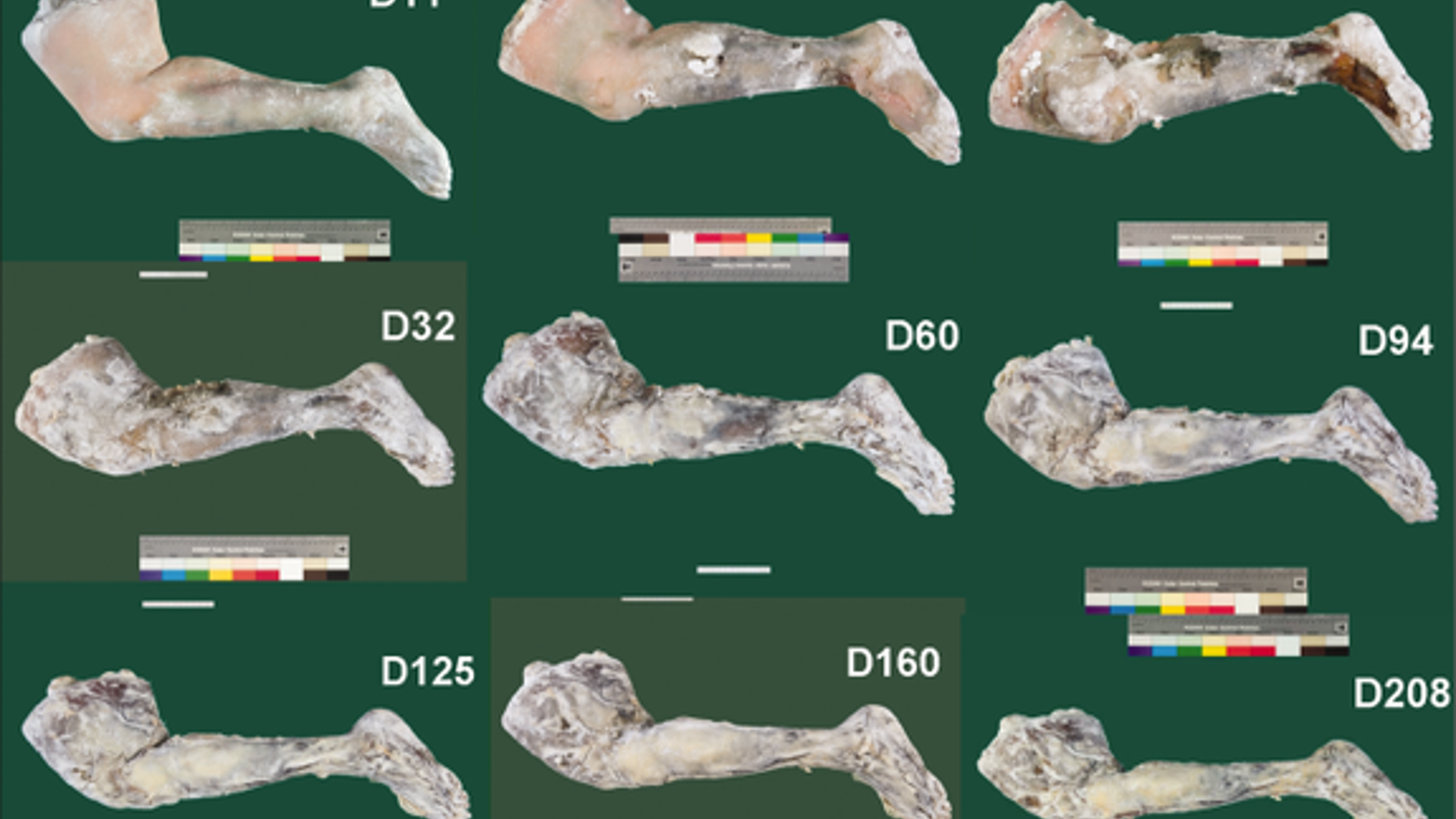 Mummified fresh human tissue