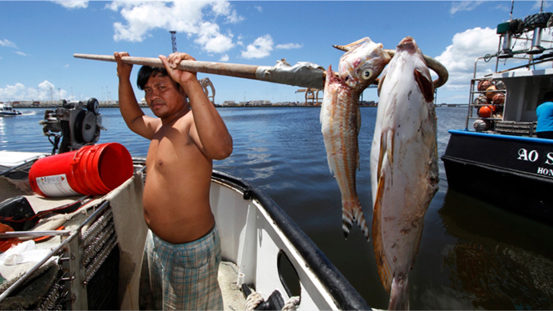 Sept. 10, 2013: Placido Shim shows two fish he gaffed that were floating past his boat after a leaky pipe caused more than 230,000 gallons of molasses to ooze into the harbor and kill marine life. The state Department of Health said in a statement hundreds of fish have been collected so far. It says many more fish are expected to die and thousands will likely be collected. (AP/The Star-Advertiser, Dennis Oda)