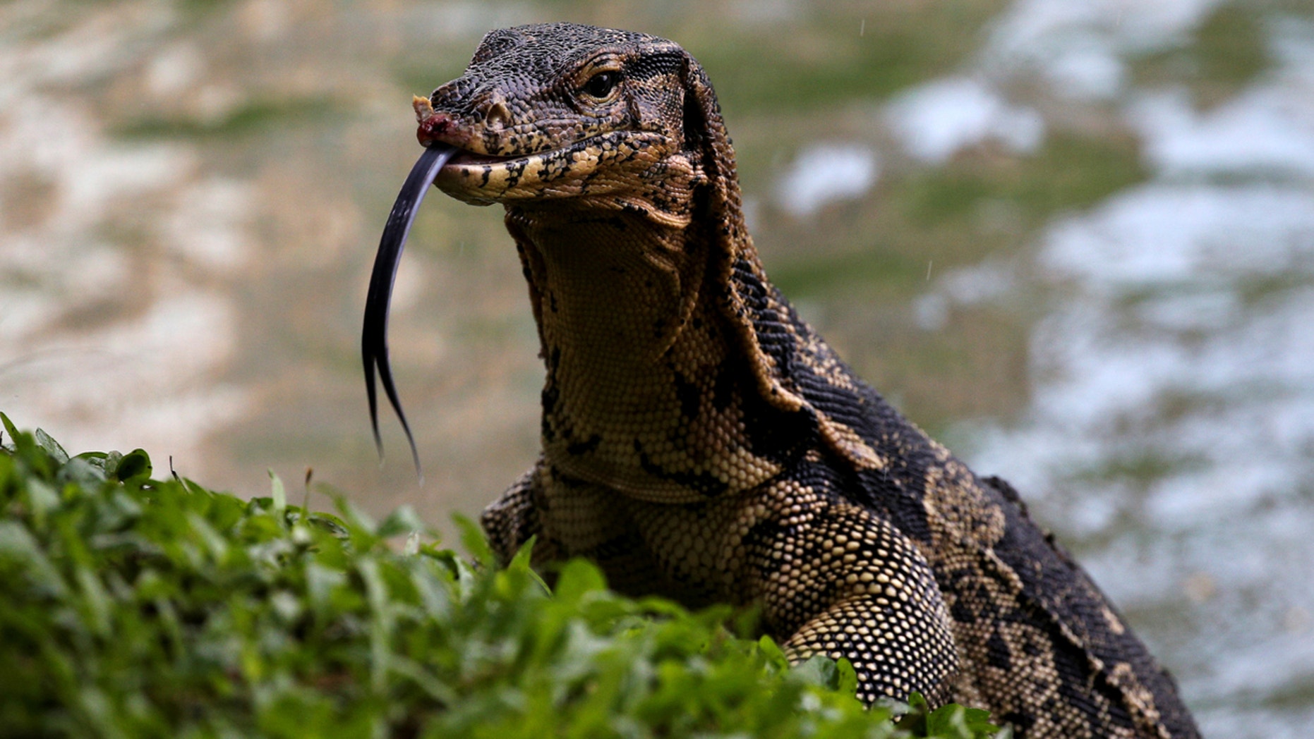 Four Eyed Lizard Roamed The Earth 49 Million Years Ago Researchers Say   Monitor Liz 