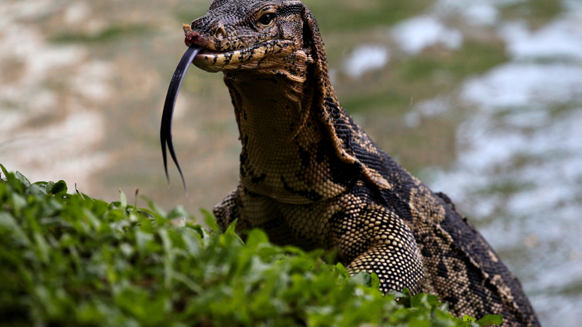 Four-eyed lizard roamed the Earth 49 million years ago, researchers say