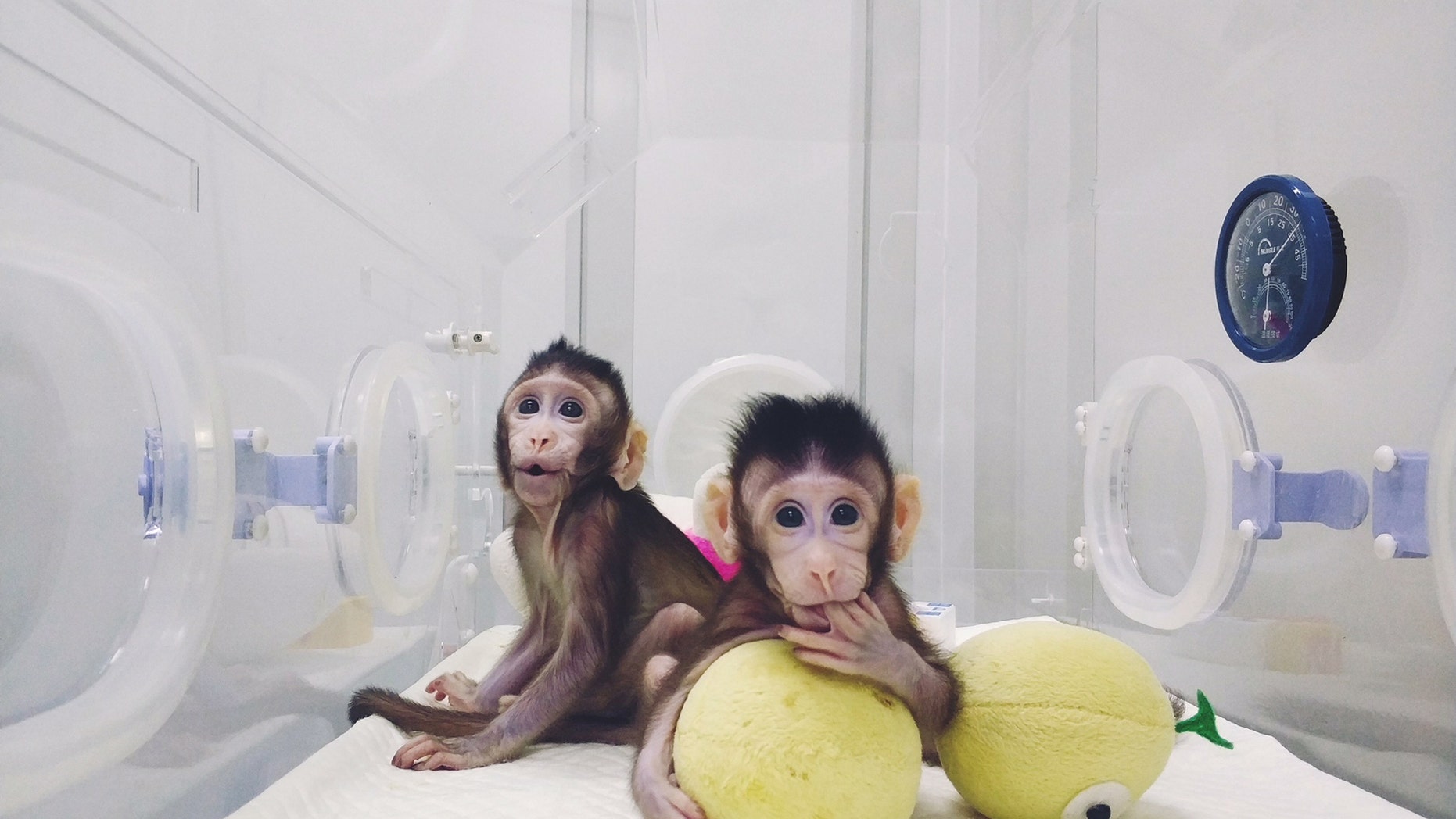 (Credit: Qiang Sun and Mu-ming Poo, Institute of Neuroscience of the Chinese Academy of Sciences)