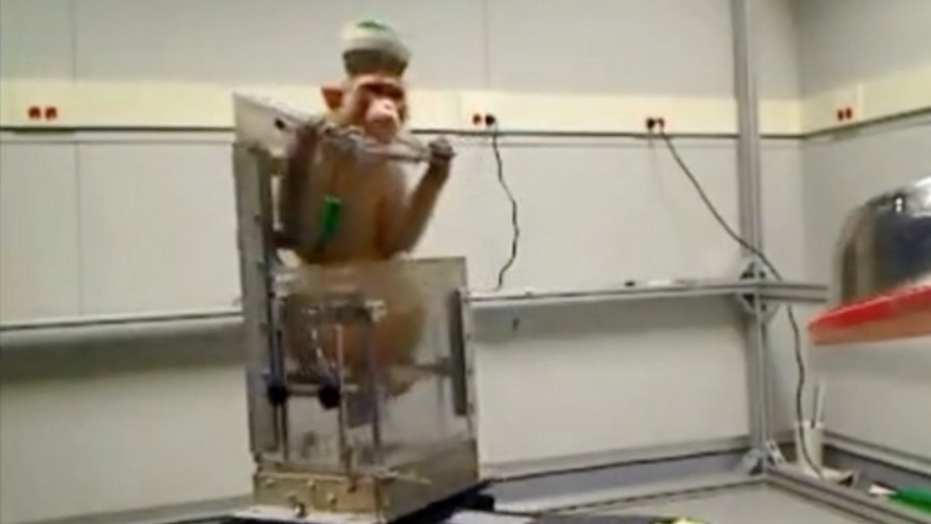 A monkey controls a wheelchair using only his thoughts. His goal? A bowl of tasty grapes.