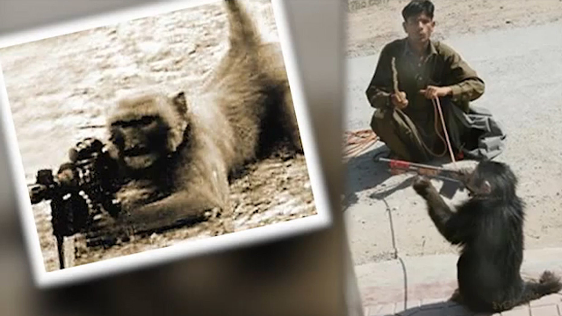 Taliban insurgents are allegedly training monkeys and baboons to shoot U.S. and NATO soldiers in Afghanistan.