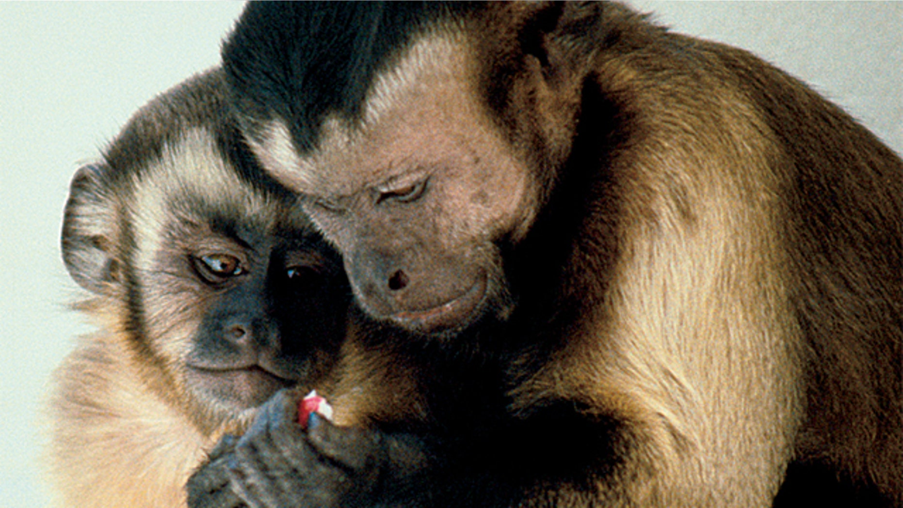 Advetising execs and scientists are experimenting with ads designed specifically to target capuchin monkeys like these.