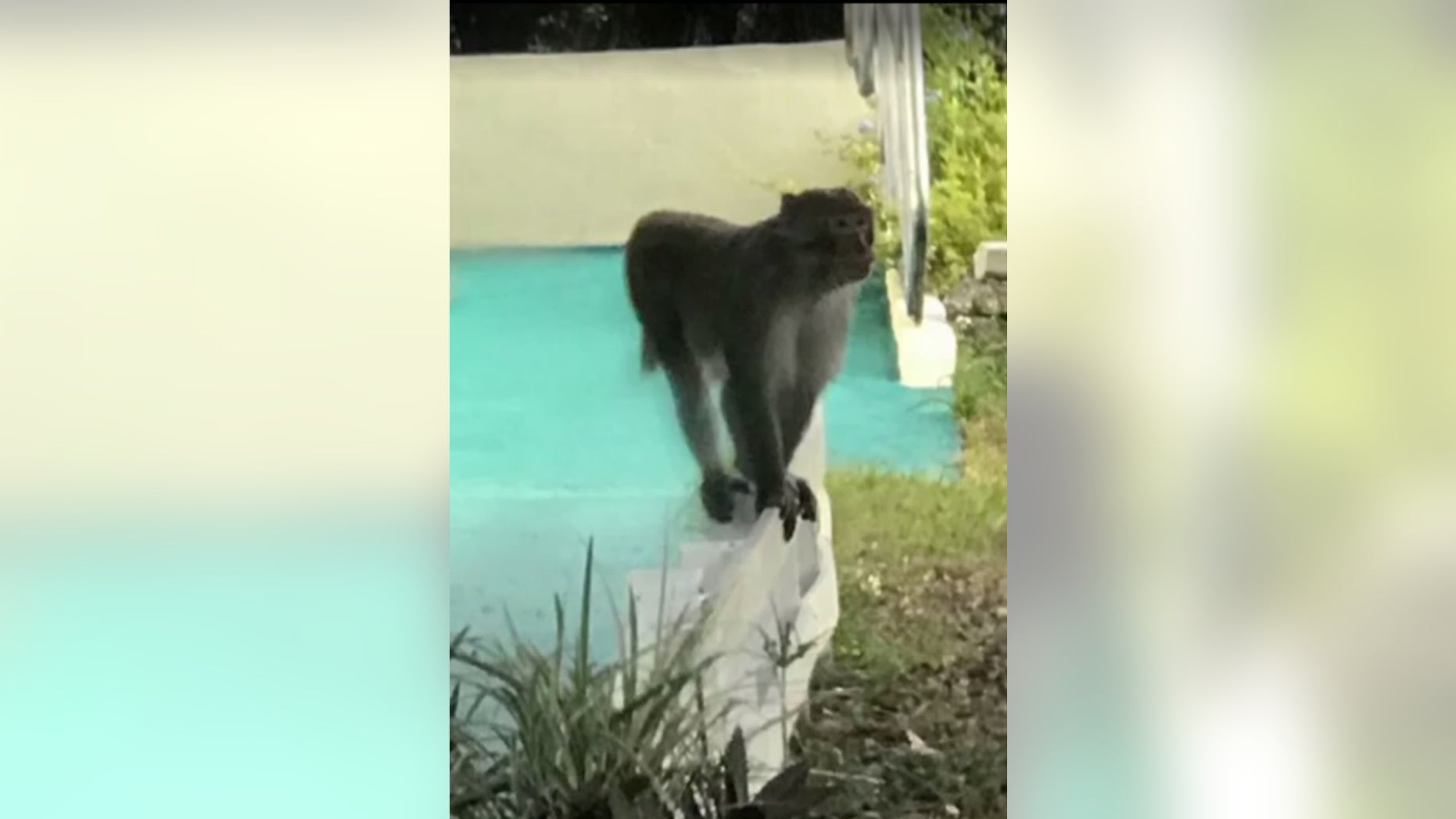 A rhesus monkey was spotted in Apopka, Florida over the weekend.