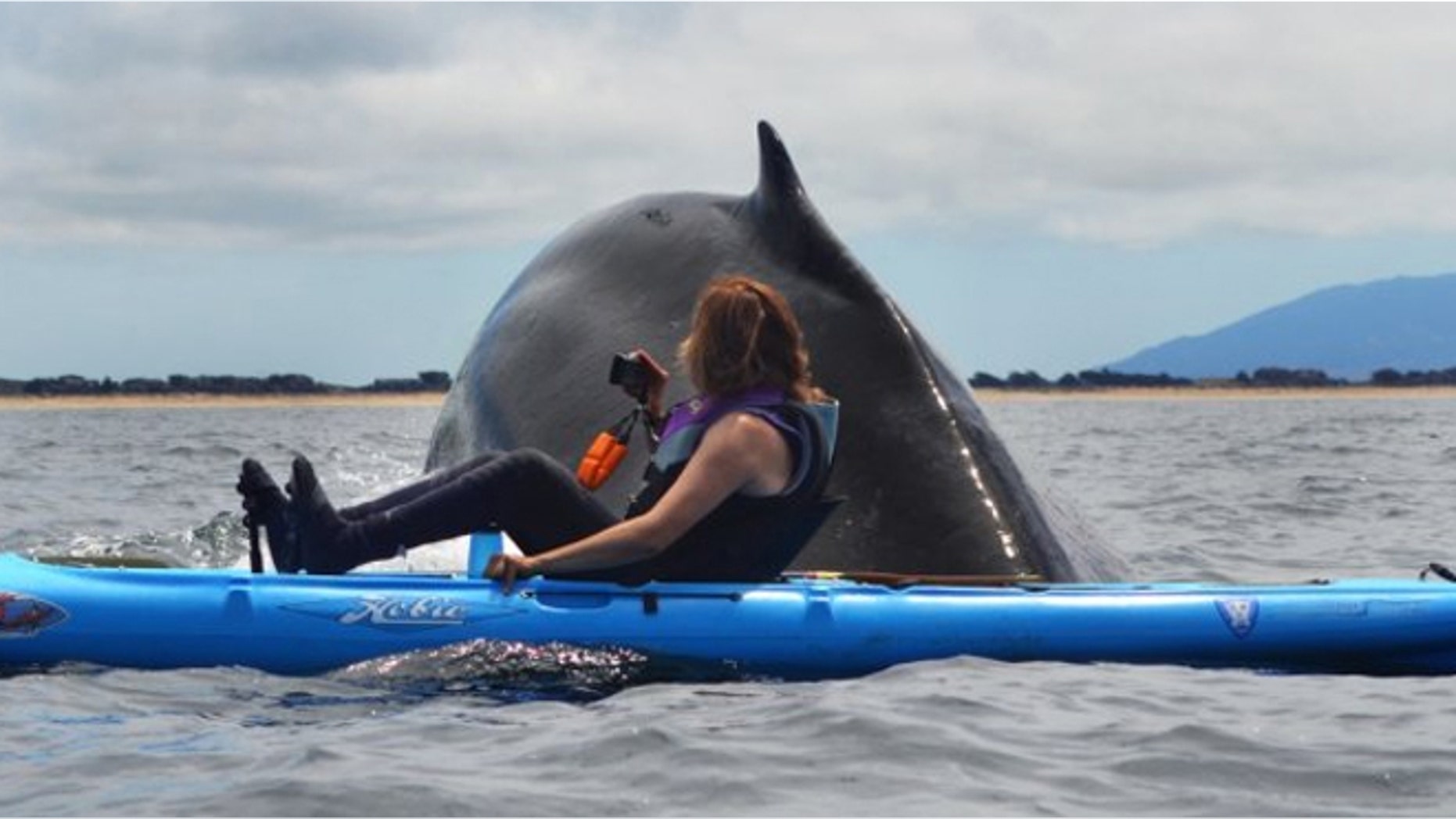 A humpback whale surfaced next to Karen Hatch who watched from her kayak.
