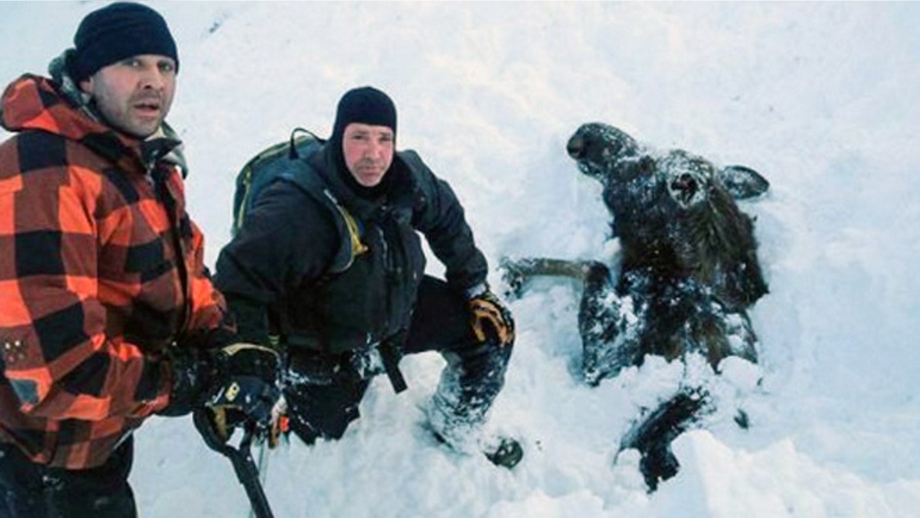 From the left, Robert Uphus, Marty Mobley pose next to a moose buried in snow. Uphus told FoxNews.com the moose sprinted away moments after it was freed.