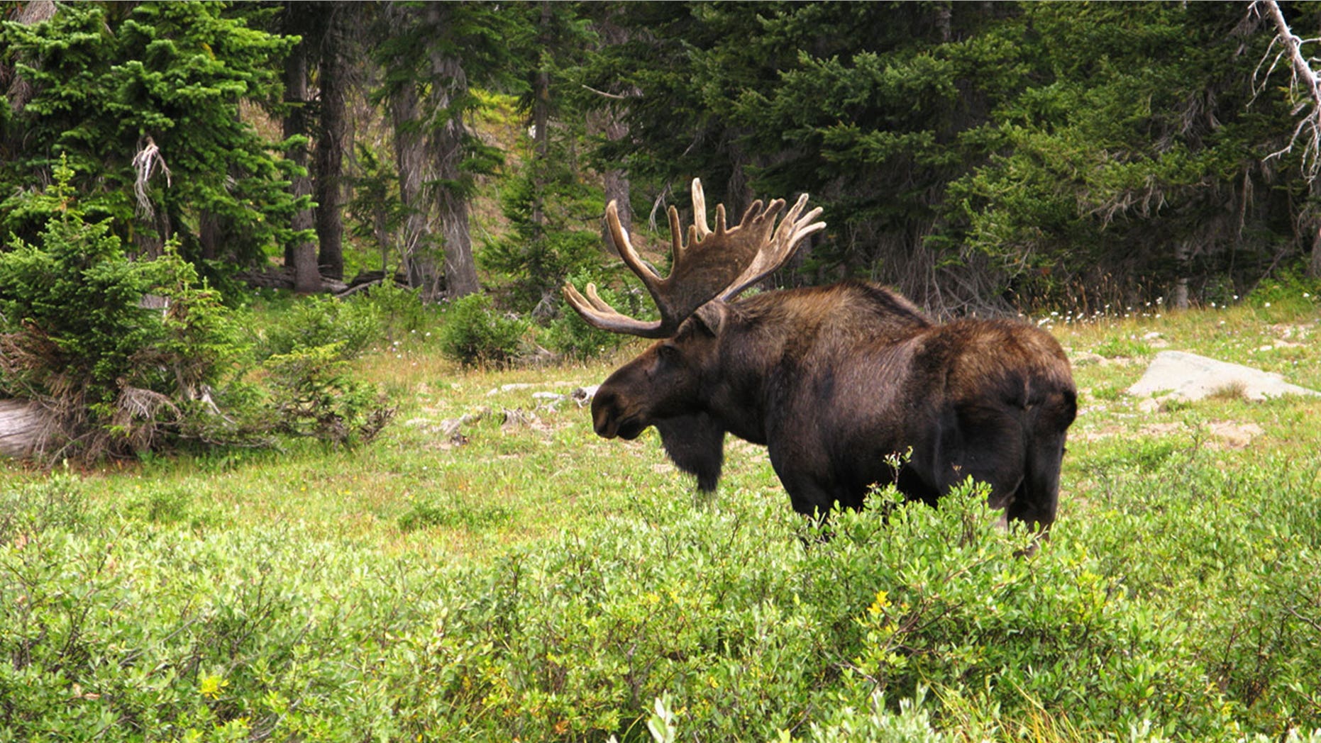 A hunter claims she's received death threats for posting pictures from her Alaskan moose hunt on Facebook.