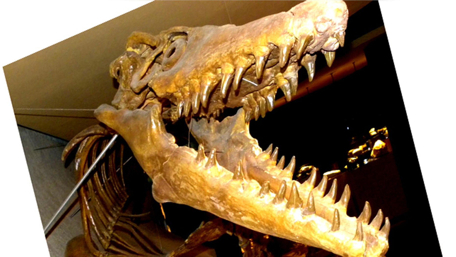 The first mosasaur was discovered in the 18th century. Scientists are now studying how their bodies changed as they adapted to swimming in the open ocean and became top marine predators. (Shown here: a mosasaurus skeleton at the Maastricht Natural History Museum, The Netherlands.)