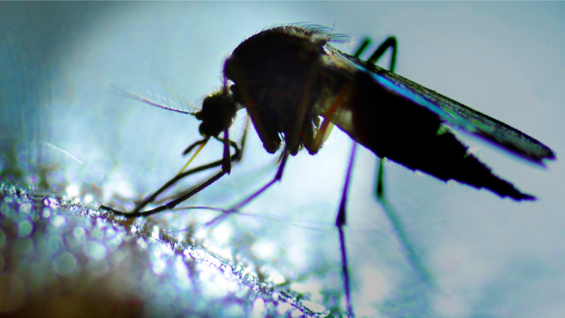 mosquito