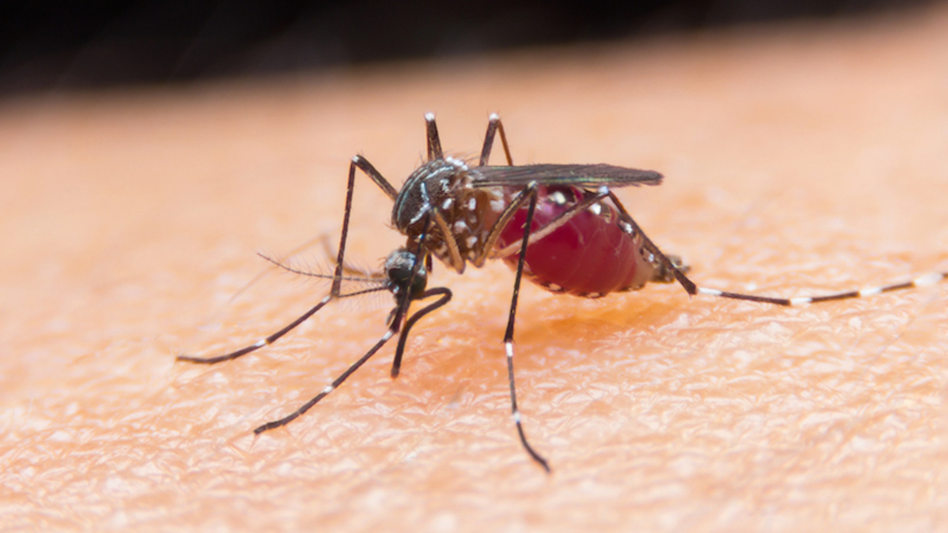 More than 2,000 people in the U.S. return from visits abroad with malaria every year, a new report says.